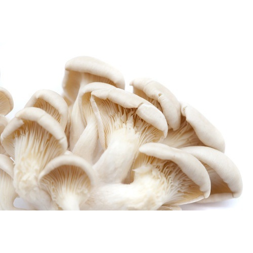 Dry Oyster Mushroom